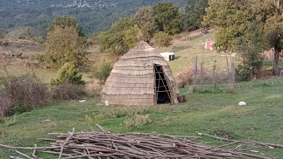 pogoni